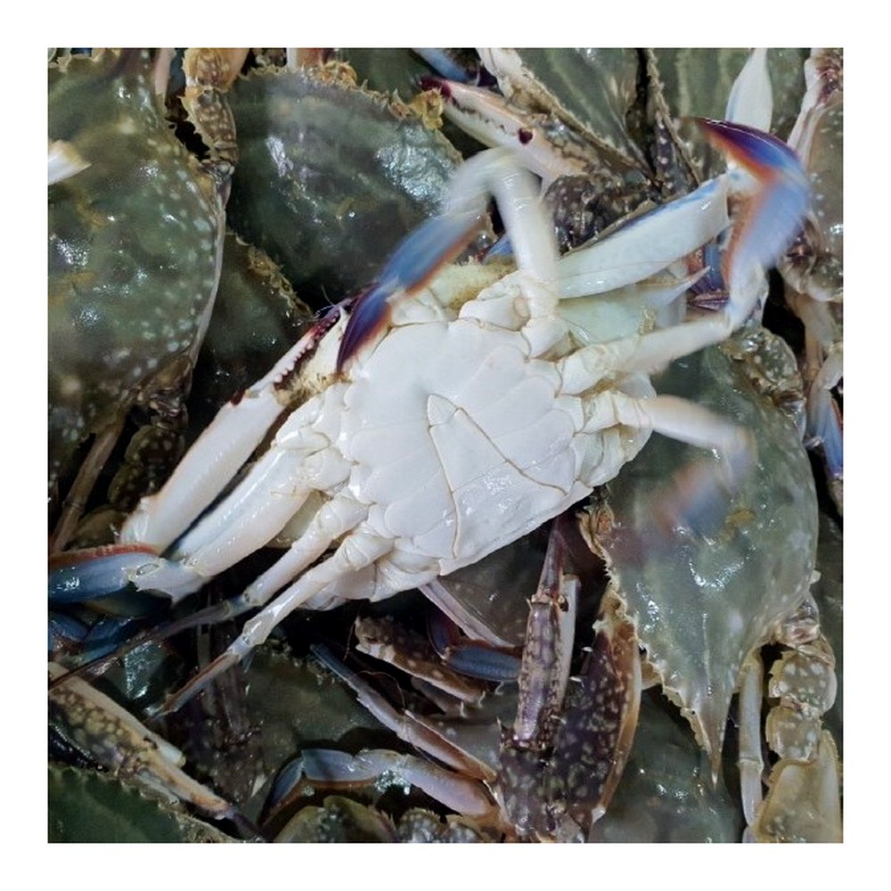 찬바다 국내산 생물 숫꽃게, 1kg, 1세트