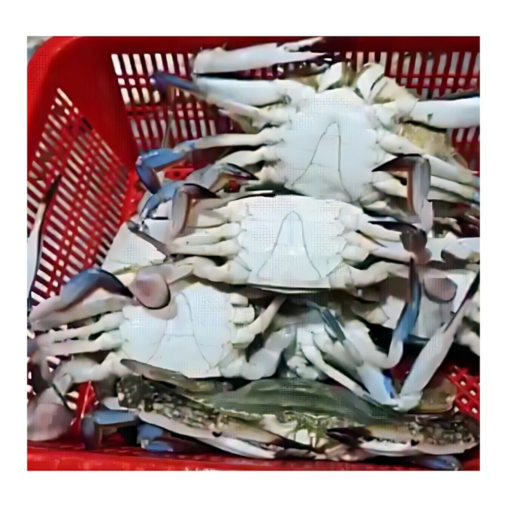 찬바다 국내산 생물 숫꽃게, 1kg, 1세트