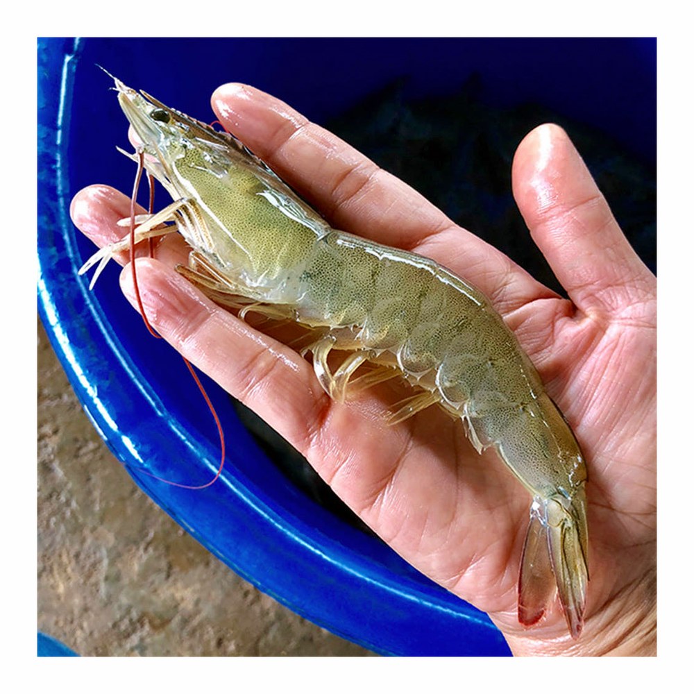국산 흰다리새우 1kg 왕새우 생새우 활새우 회 제철