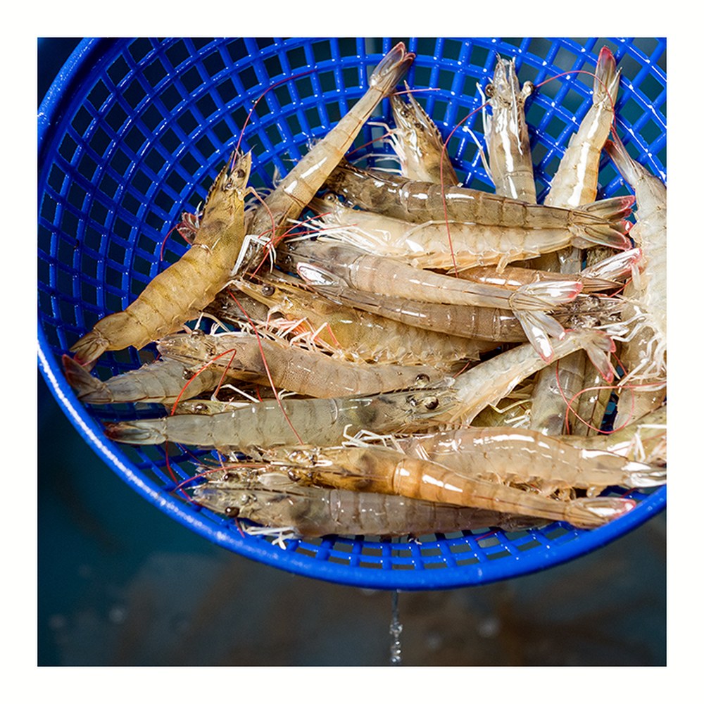 국산 흰다리새우 1kg 왕새우 생새우 활새우 회 제철