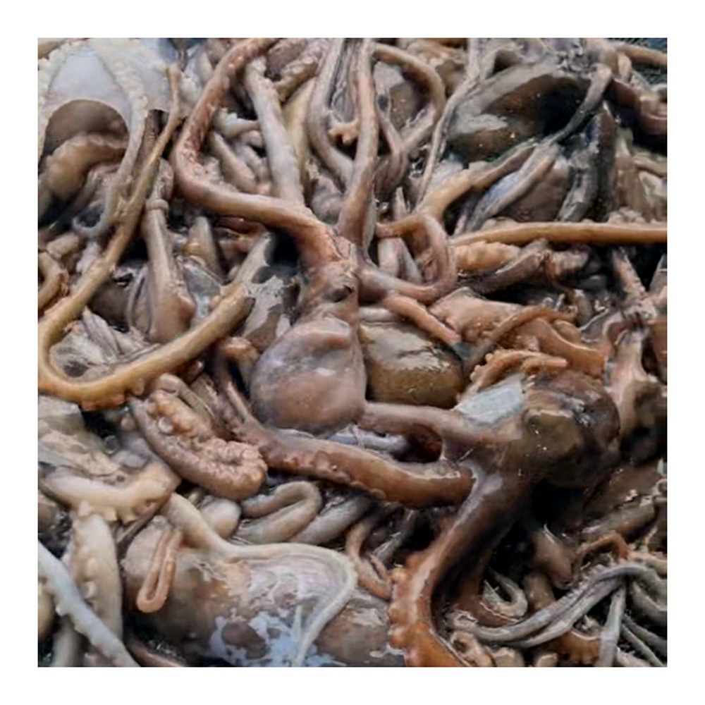 서해 선동 낙지, 1kg, 3팩