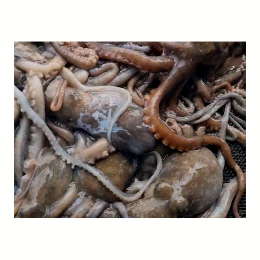 서해 선동 낙지, 1kg, 3팩