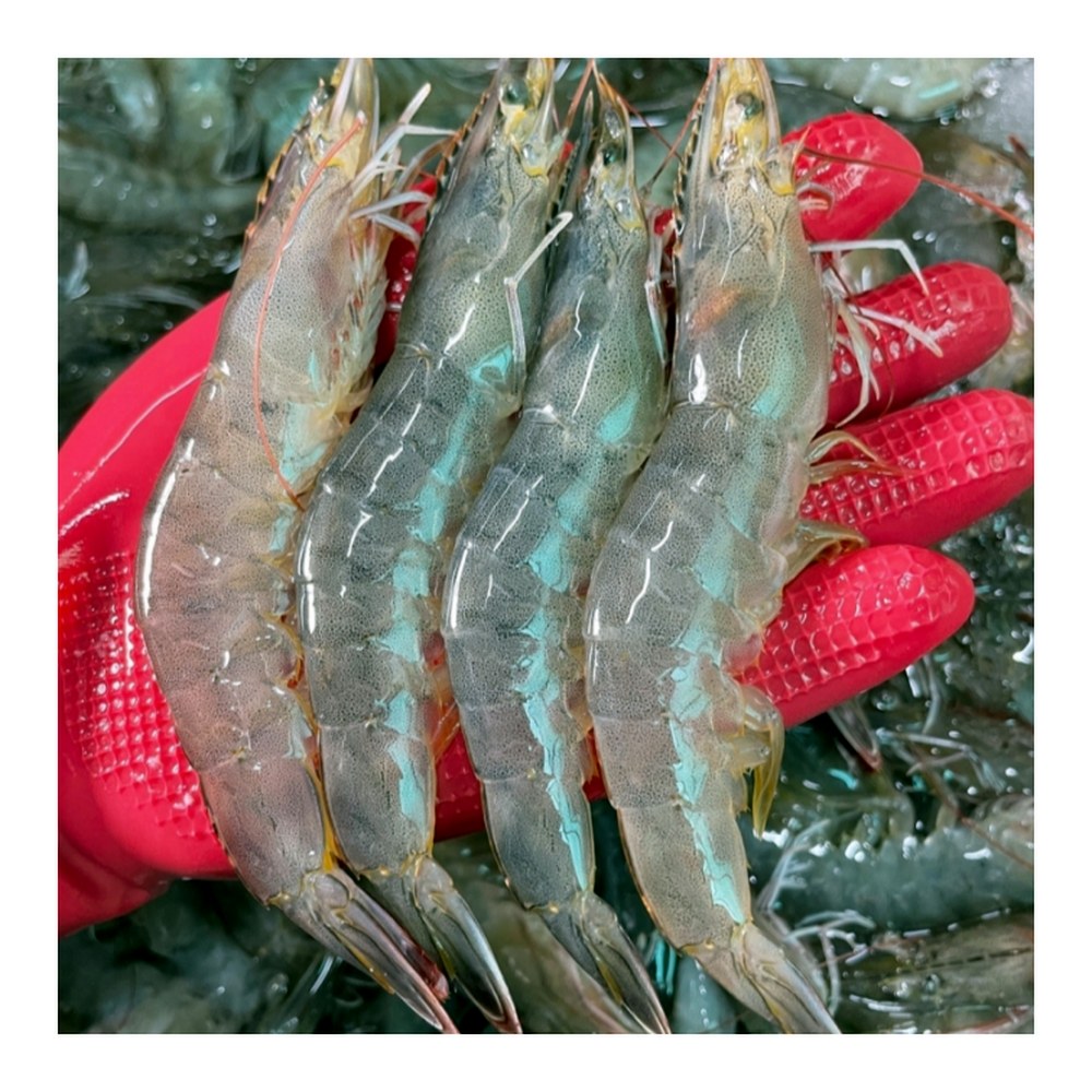 국내산 횟감 활 흰다리새우, 1kg, 1팩