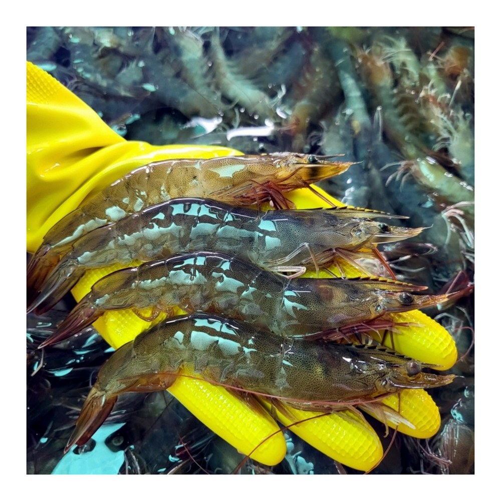 국내산 횟감 활 흰다리새우, 1kg, 1팩