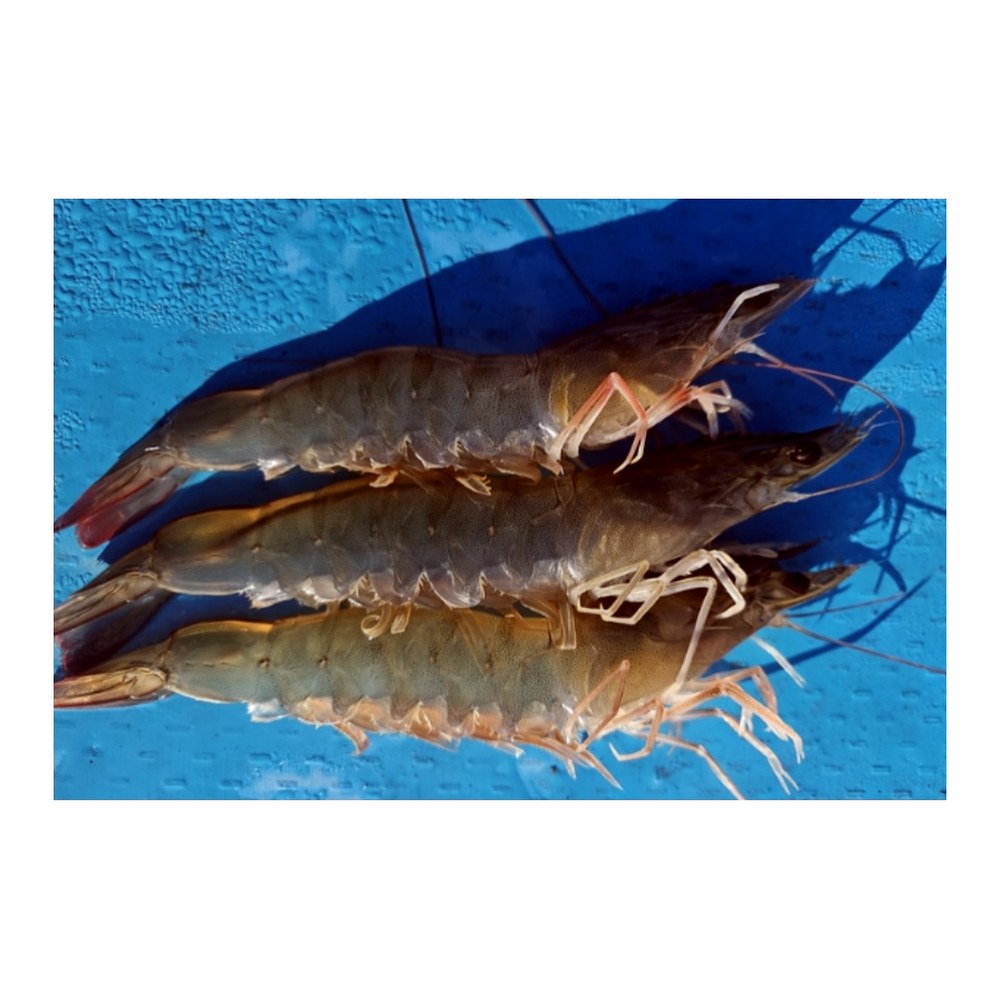 국내산 횟감 활 흰다리새우, 1kg, 1팩