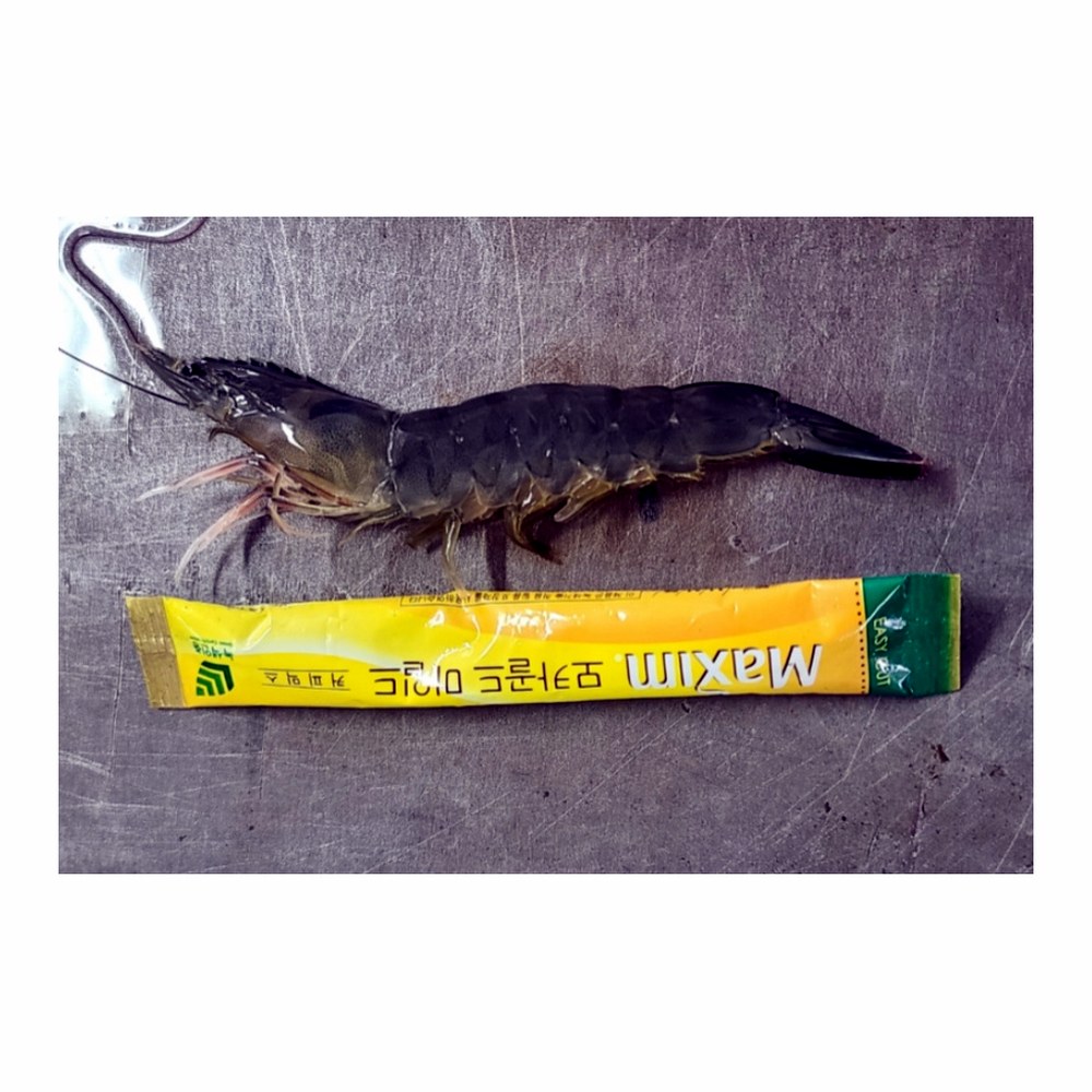 국내산 횟감 활 흰다리새우, 1kg, 1팩
